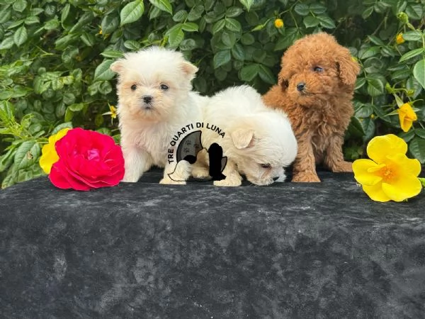 Maltese Cucciolo TREQUARTIDILUNA | Foto 0