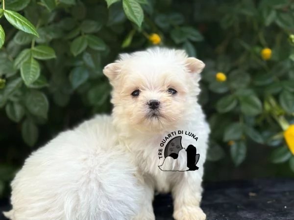 Maltese Cucciolo TREQUARTIDILUNA
