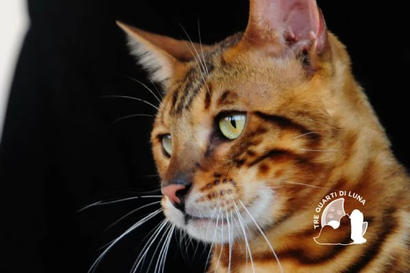 Gatti Bengala Disponibili  Eleganza Selvaggia in Miniatura | Foto 2