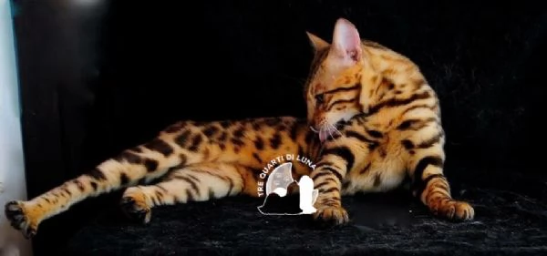 Gatti Bengala Disponibili  Eleganza Selvaggia in Miniatura | Foto 1