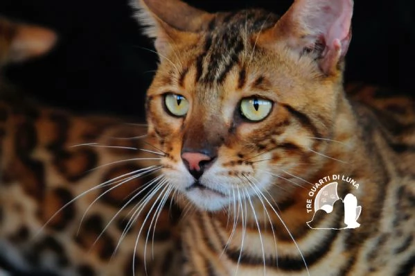 Gatti Bengala Disponibili  Eleganza Selvaggia in Miniatura