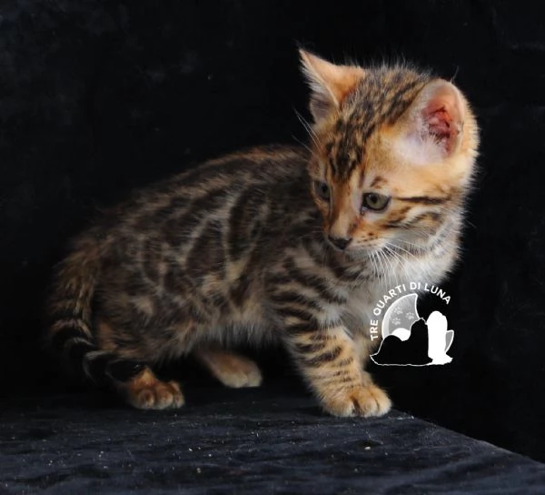 Cuccioli Bengala  Il Fascino della Natura a Casa Tua | Foto 2