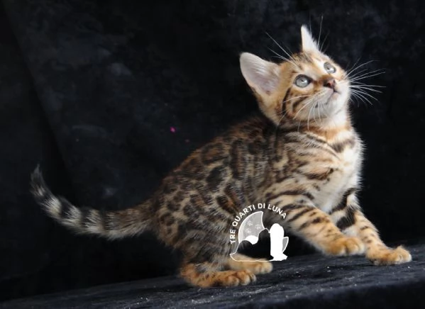 Cuccioli Bengala  Il Fascino della Natura a Casa Tua | Foto 1