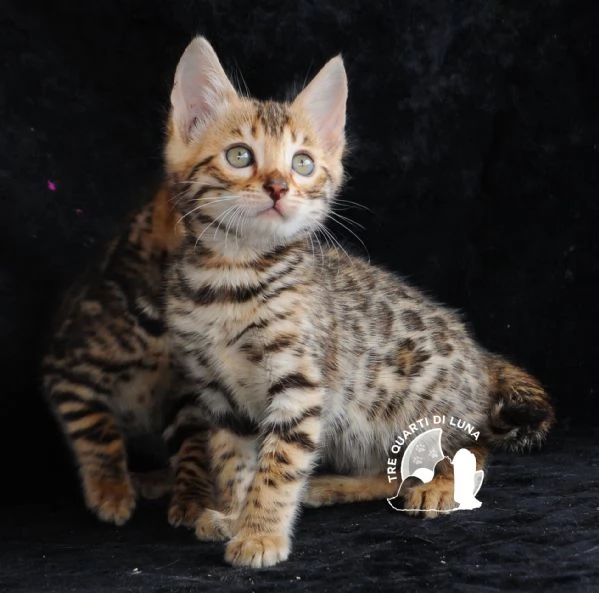 Cuccioli Bengala  Il Fascino della Natura a Casa Tua