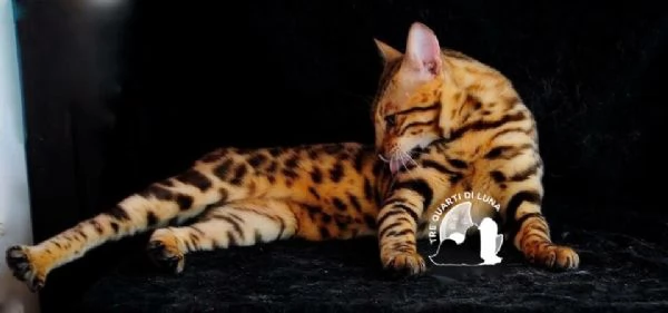 Bengala da Sogno  Cuccioli Selezionati in Italia | Foto 1