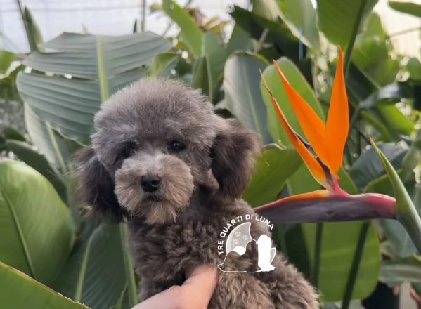 Barboncino Cucciolo TREQUARTIDILUNA  | Foto 2