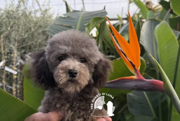 Barboncino Cucciolo TREQUARTIDILUNA  | Foto 1