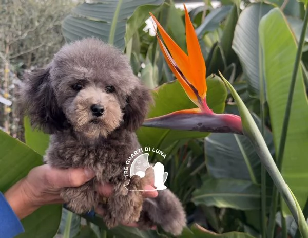 Barboncino Cucciolo TREQUARTIDILUNA  | Foto 0