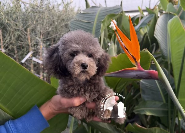 Barboncino Cucciolo TREQUARTIDILUNA 