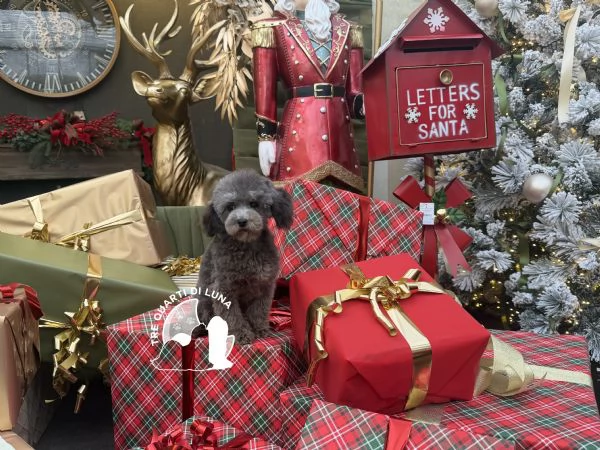 Barboncino TREQUARTIDILUNA  | Foto 1