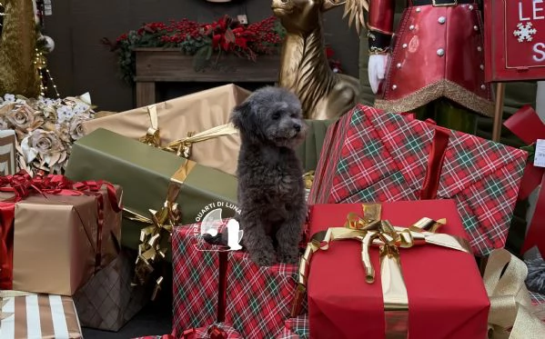 Barboncino TREQUARTIDILUNA  | Foto 0