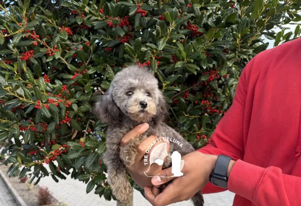 Barboncino Cucciola Disponibile TREQUARTIDILUNA 