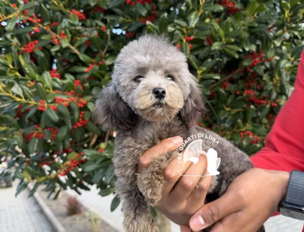 Barboncino Cucciola Disponibile TREQUARTIDILUNA  | Foto 1