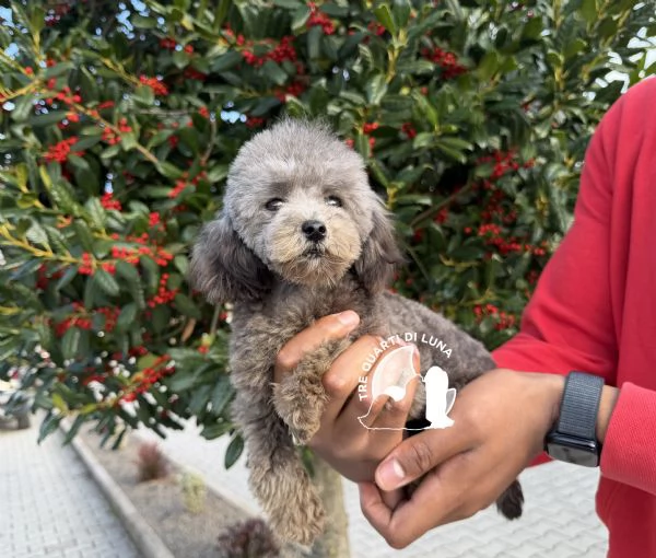 Barboncino Cucciola Disponibile TREQUARTIDILUNA  | Foto 0