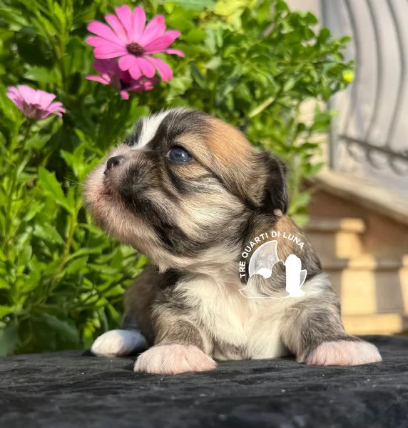 Maltipoo Barboncino Lhasa Apso  Tre Quarti di Luna | Foto 1