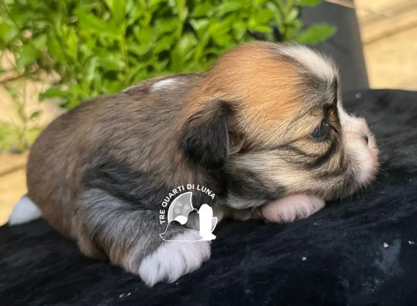 Maltipoo Barboncino Lhasa Apso  Tre Quarti di Luna | Foto 0