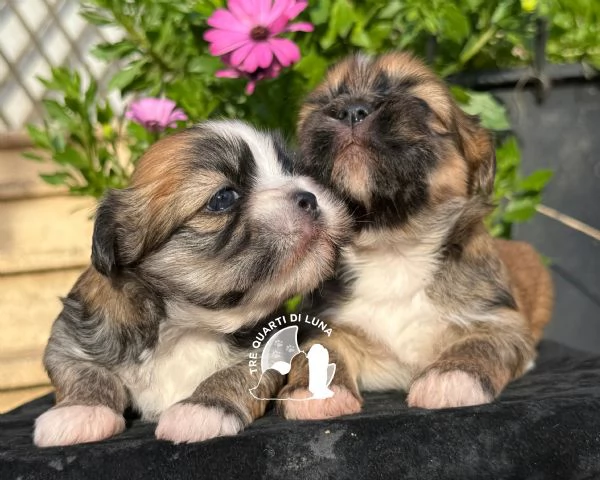 Lhasa Apso Maltipoo Barboncino  Tre Quarti di Luna