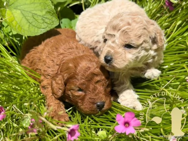 Cuccioli Barboncino Toy  Genitori Testati e Campioni | Foto 2