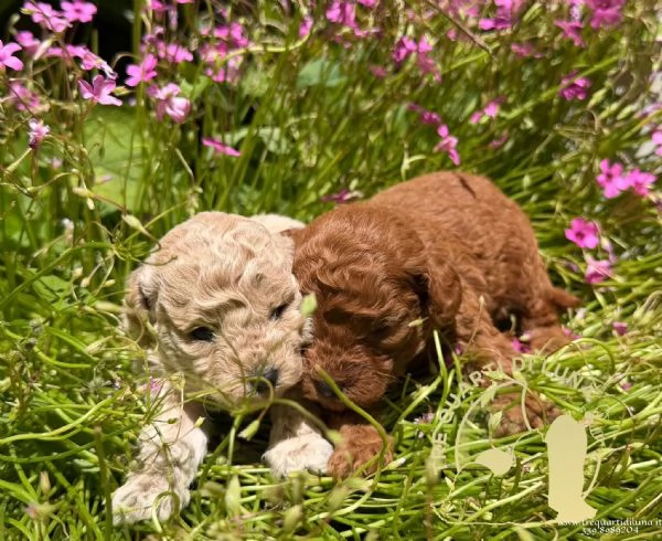 Cuccioli Barboncino Toy  Genitori Testati e Campioni | Foto 1