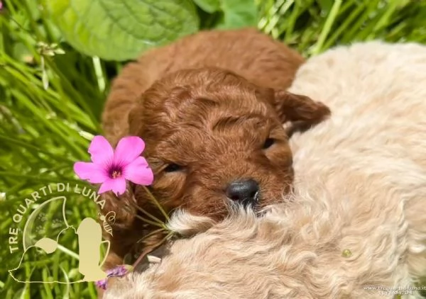 Cuccioli Barboncino Toy  Genitori Testati e Campioni | Foto 0