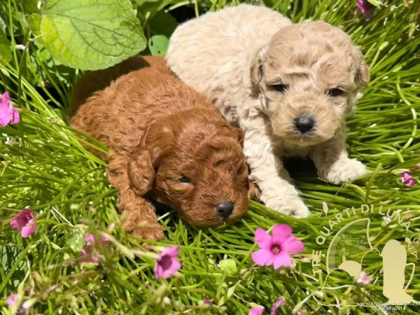 Cuccioli Barboncino Toy  Genitori Testati e Campioni