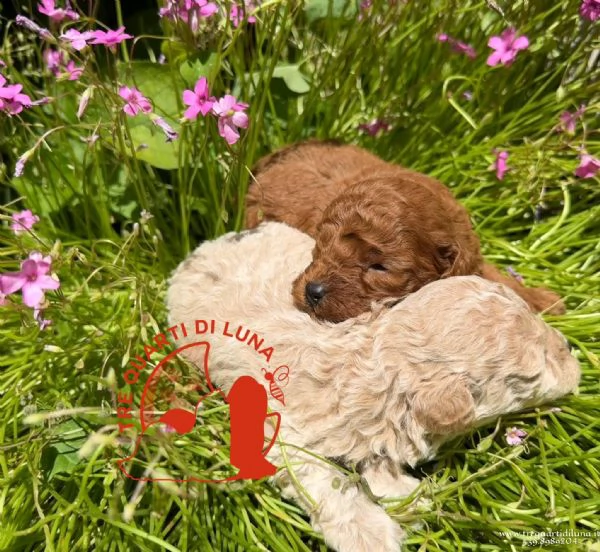 Barboncino Toy  Cuccioli Selezionati | Foto 1