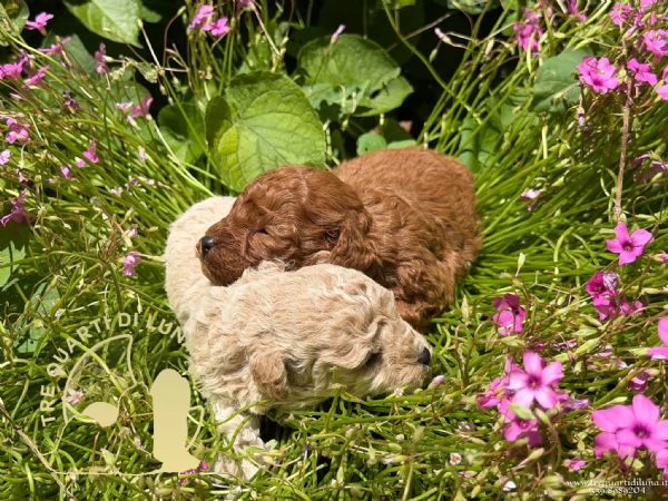 Barboncino Toy  Cuccioli Selezionati