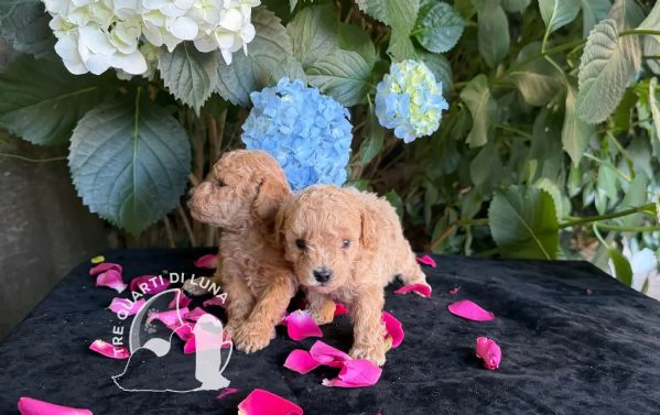 Cuccioli Barboncino Toy  Genitori Testati e Campioni | Foto 1