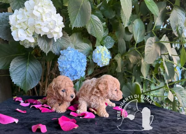 Cuccioli Barboncino Toy  Genitori Testati e Campioni | Foto 0