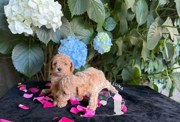 Cuccioli Barboncino Toy  Genitori Testati e Campioni