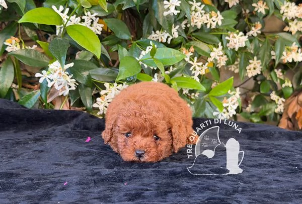 Barboncino Toy  Cuccioli Selezionati | Foto 1