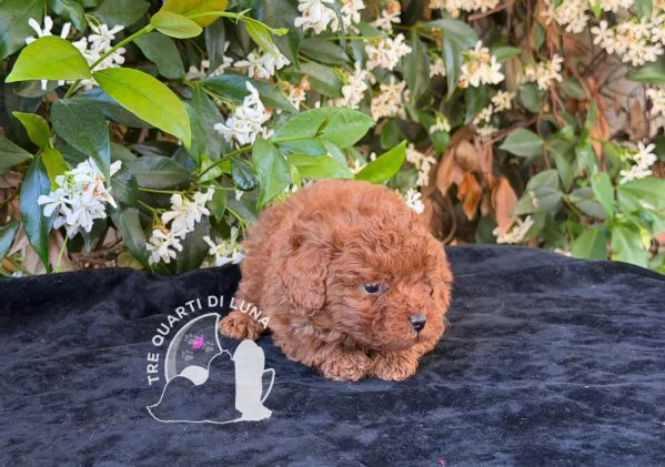 Barboncino Toy  Cuccioli Selezionati | Foto 0