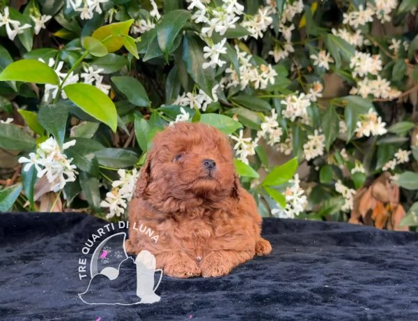 Cuccioli Barboncino Toy  Genitori Testati e Campioni