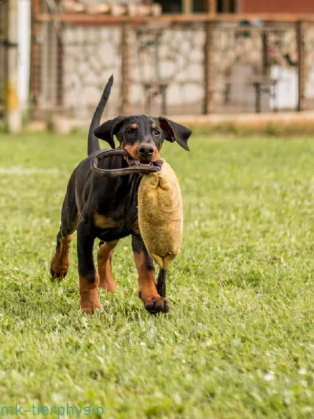 cucciolo maschio nero focato altengarde