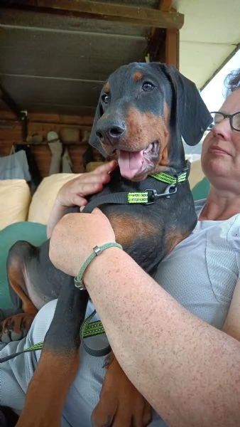 cucciolo maschio nero focato altengarde | Foto 2