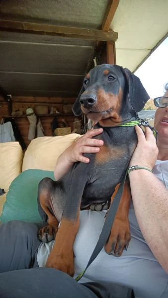 cucciolo maschio nero focato altengarde | Foto 1