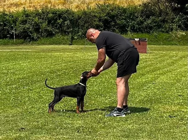 cucciolo maschio nero focato altengarde | Foto 0