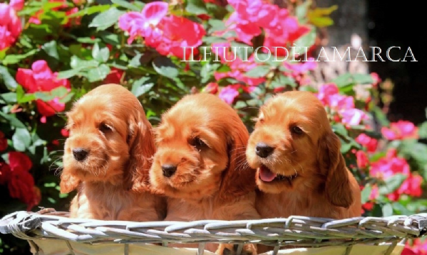 Accoppiamento Cucciolo Cocker Spaniel Inglese Da Privato A Ancona