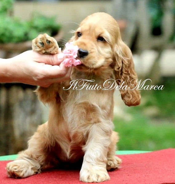 Accoppiamento Cucciolo Cocker Spaniel Inglese Da Privato A Ancona