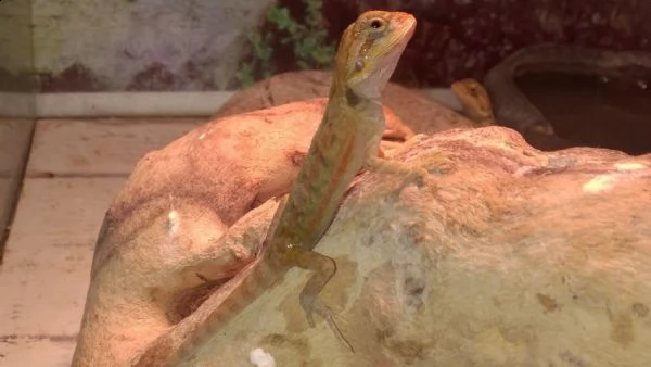 pogona vitticeps 