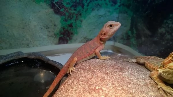 pogona vitticeps  | Foto 4