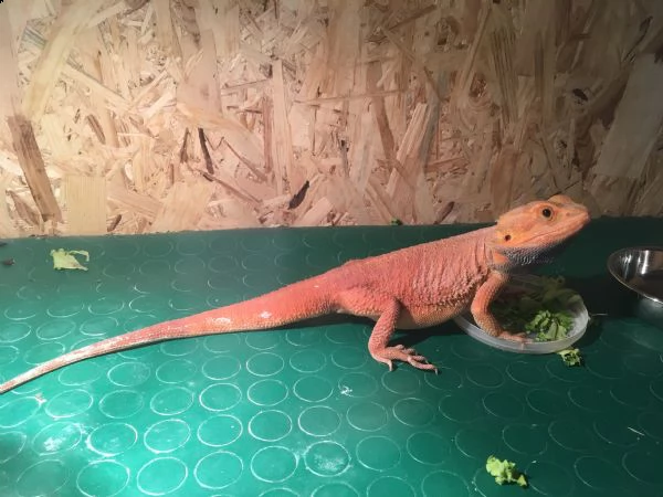 pogona vitticeps  | Foto 3