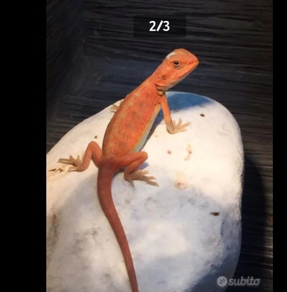 pogona vitticeps  | Foto 1
