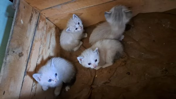 4 Gattini dolcissimi in prov dellAquila | Foto 1
