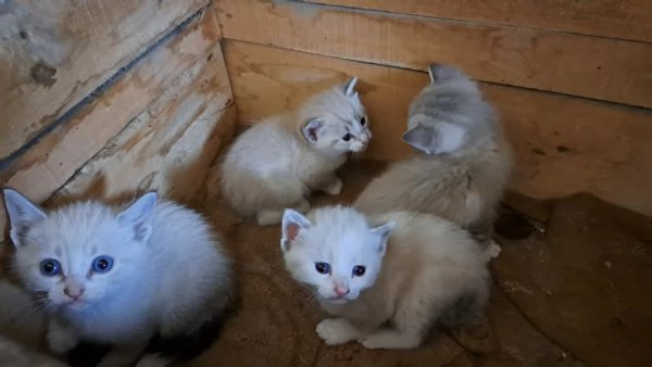 4 Gattini dolcissimi in prov dellAquila | Foto 0