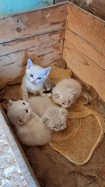 4 Gattini dolcissimi in prov dellAquila