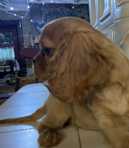 Cucciolo Rubin di Cavalier king con pedigree