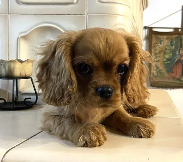 Cucciolo Rubin di Cavalier king con pedigree | Foto 1