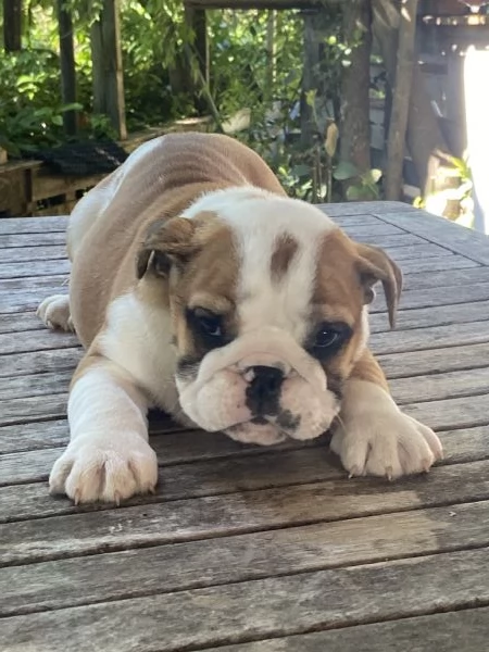 Cuccioli di bulldog inglese con pedigree  | Foto 2
