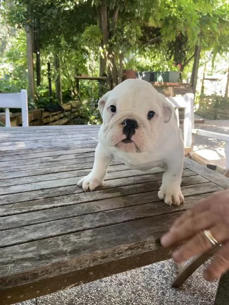 Cuccioli di bulldog inglese con pedigree  | Foto 1